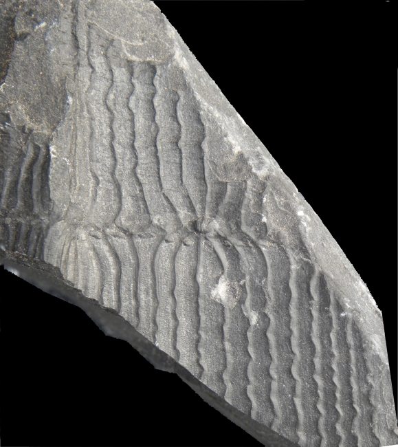 Calamites undulatus